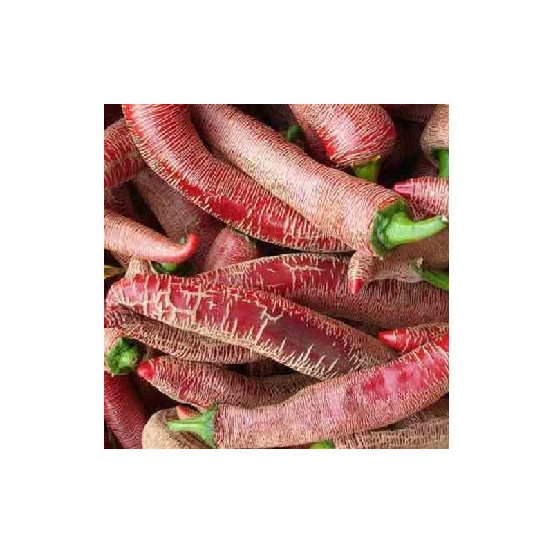 Chile elefant - semillas no tratadas