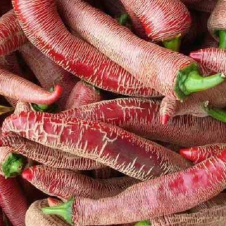 Chile elefant - semillas no tratadas