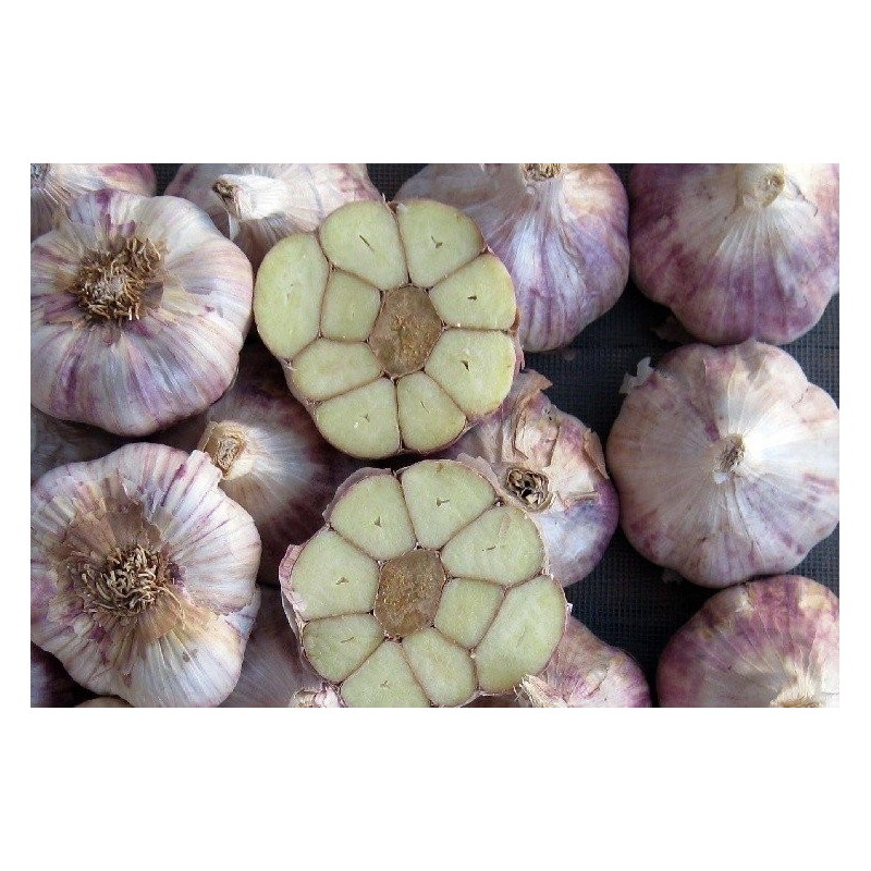 ajo de siembra morado precoz germidour vigor complete  ecolÃ³gico