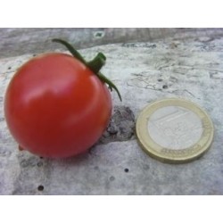 tomate tumbler (semillas ecolÃ³gicas)