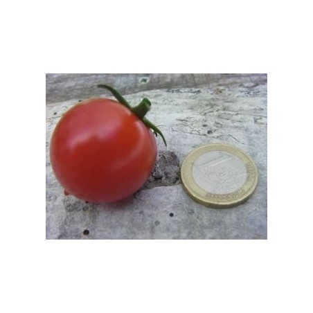 tomate tumbler (semillas ecolÃ³gicas)