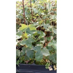 Arce de Montpellier (Acer monspessulanum) en formato forestal