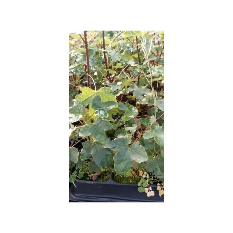 Arce de Montpellier (Acer monspessulanum) en formato forestal