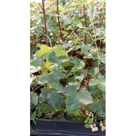 Arce de Montpellier (Acer monspessulanum) en formato forestal