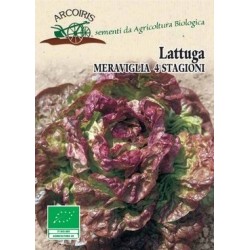 Lechuga maravilla de las cuatro estaciones - semillas ecolÃ³gicas