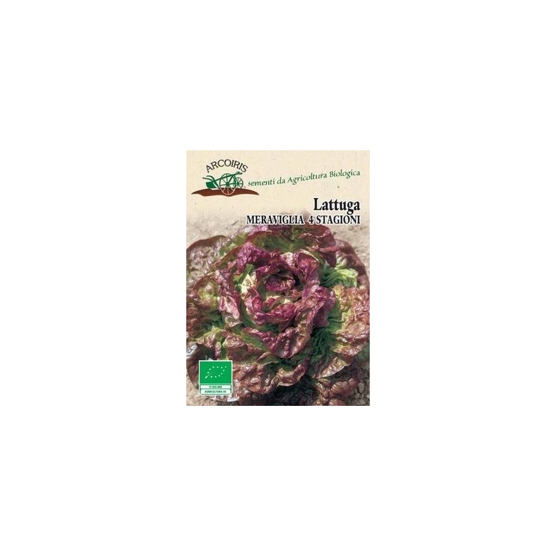 Lechuga maravilla de las cuatro estaciones - semillas ecolÃ³gicas
