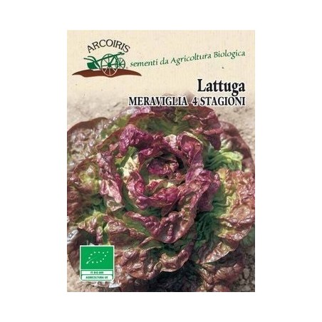 Lechuga maravilla de las cuatro estaciones - semillas ecolÃ³gicas