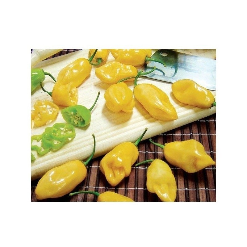 Pimiento habanero limÃ³n - semillas no tratadas