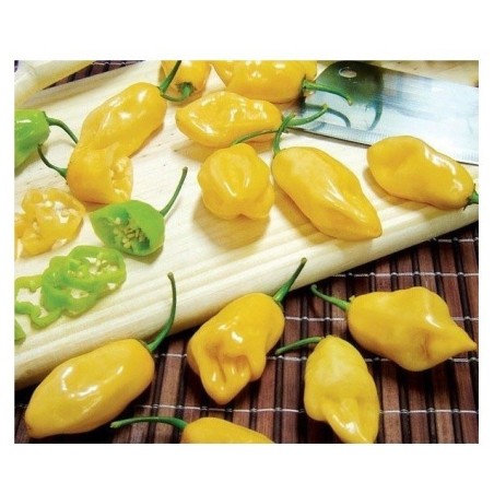 Pimiento habanero limÃ³n - semillas no tratadas