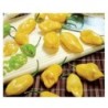 Pimiento habanero limÃ³n - semillas no tratadas