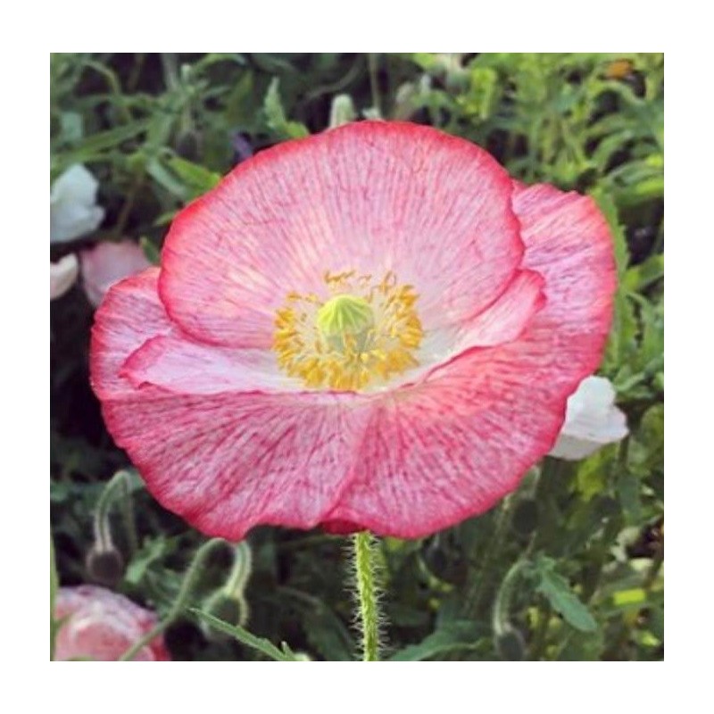 Amapola Shirley  Poppy Double Mixed - semillas no tratadas