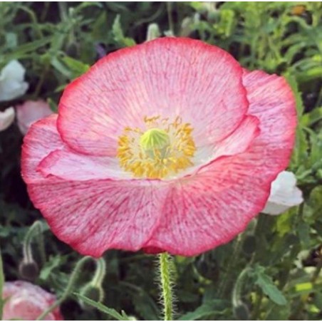 Amapola Shirley  Poppy Double Mixed - semillas no tratadas