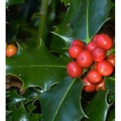acebo (Ilex aquifolium) en contenedor de 5 litros