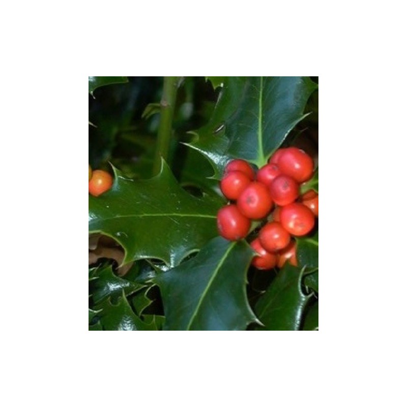 acebo (Ilex aquifolium) en contenedor de 5 litros