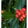 acebo (Ilex aquifolium) en contenedor de 5 litros