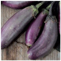 Berenjena Slim Jim - semillas no tratadas