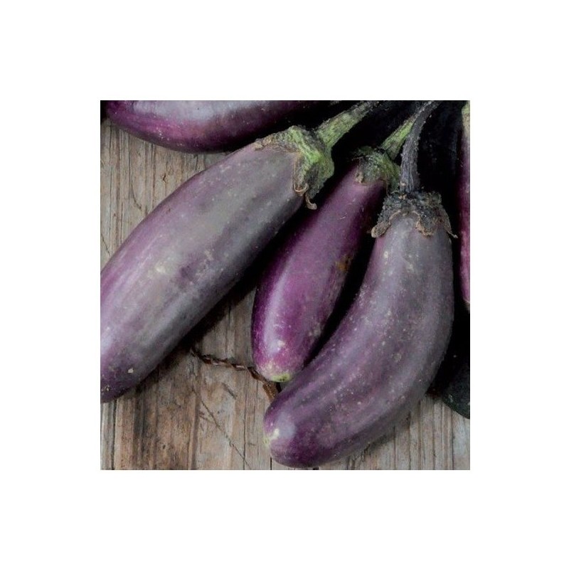 Berenjena Slim Jim - semillas no tratadas