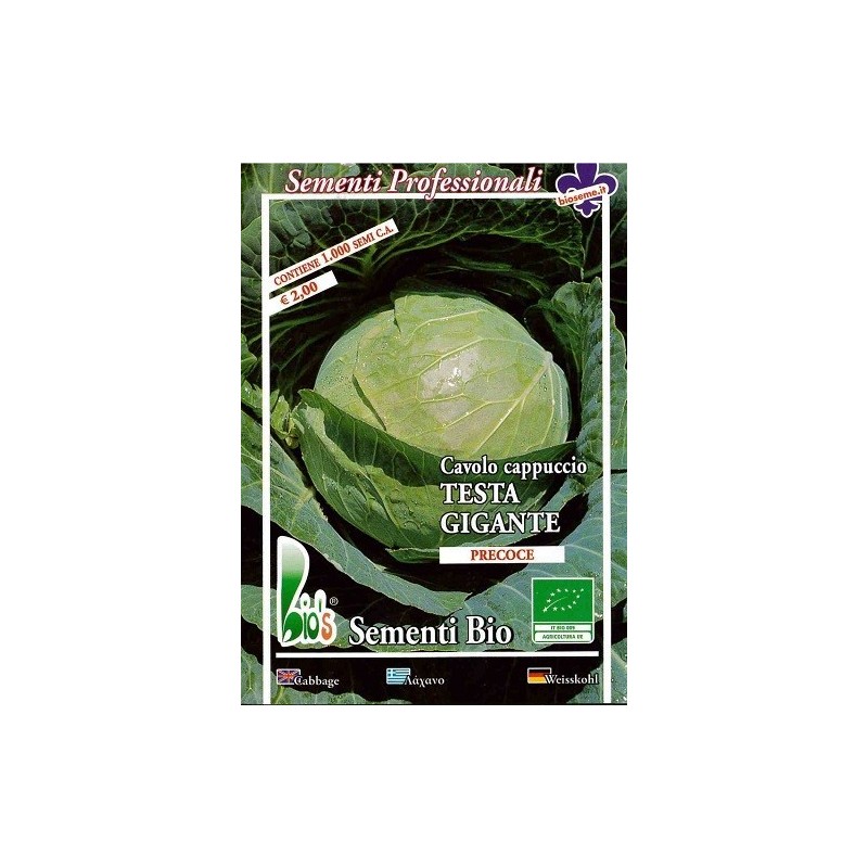 repollo de cabeza gigante  ditmasker- semillas ecolÃ³gicas