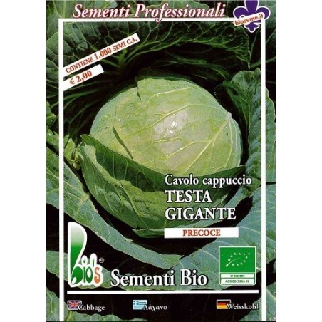 repollo de cabeza gigante  ditmasker- semillas ecolÃ³gicas