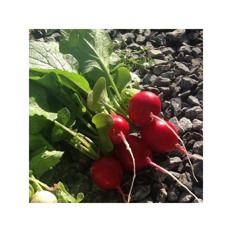 Rabanito Rudi (Semillas no tratadas)