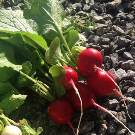 Rabanito Rudi (Semillas no tratadas)