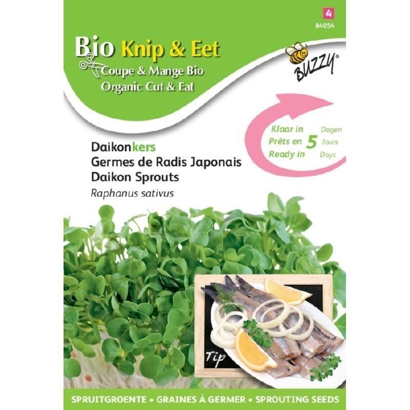 semillas de rÃ¡bano daikon para germinados