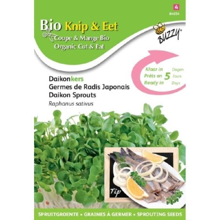 semillas de rÃ¡bano daikon para germinados