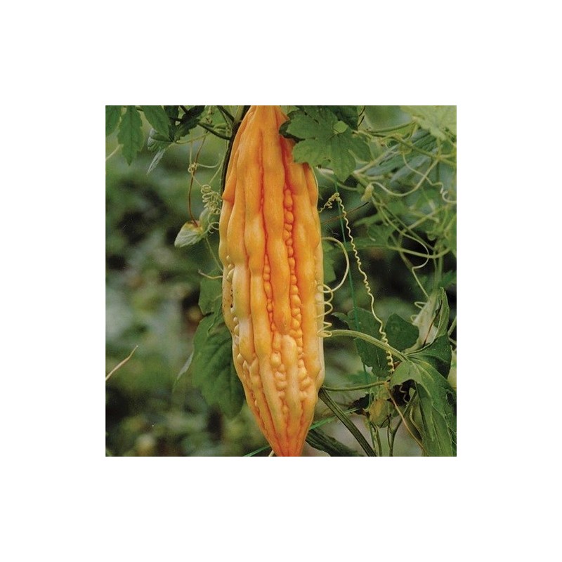 balsamina (Momordica carantia) semillas ecologicas