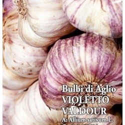 ajo de siembra morado Valdour - ecologico