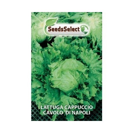 lechuga cavolo di Napoli
