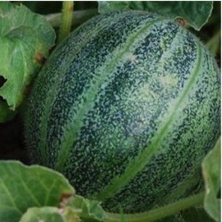 melÃ³n ananas de america