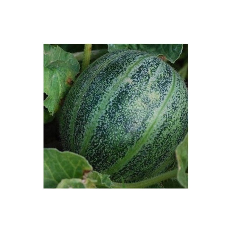 melÃ³n ananas de america