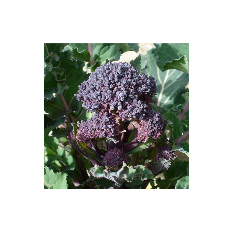 BrÃ³coli Purple sprouting (Semillas EcolÃ³gicas)