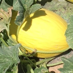 melÃ³n amarillo napolitano - semillas no tratadas