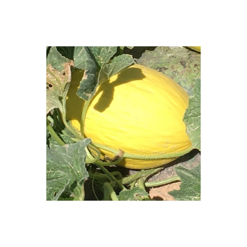 melÃ³n amarillo napolitano - semillas no tratadas