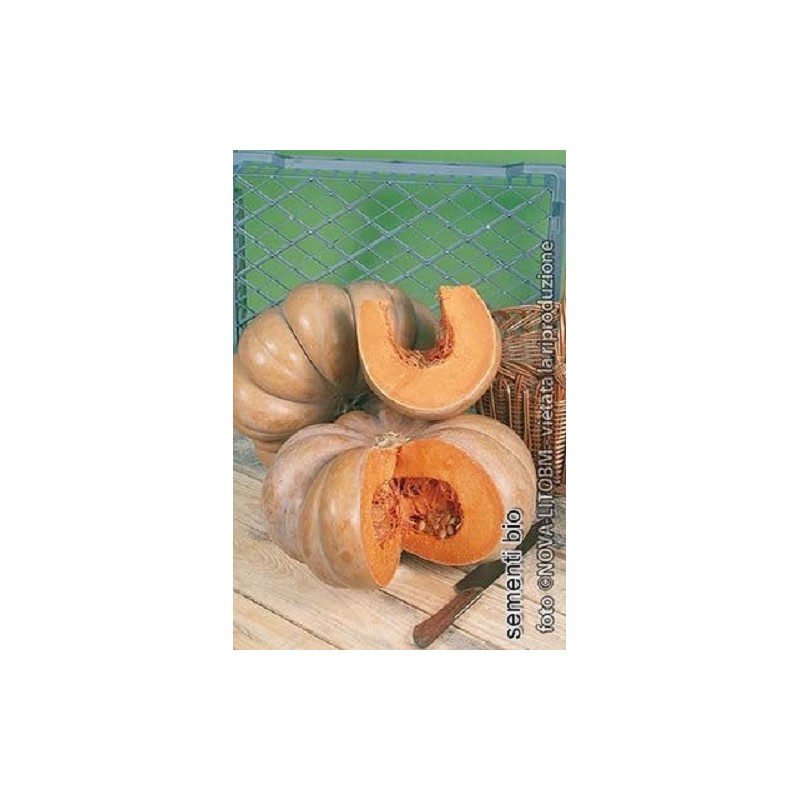 calabaza muscade de provence - semillas ecolÃ³gicas