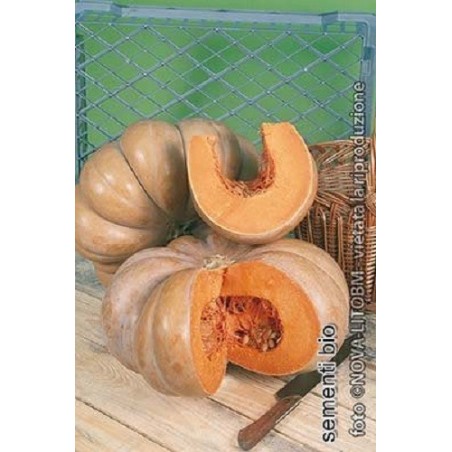 calabaza muscade de provence - semillas ecolÃ³gicas
