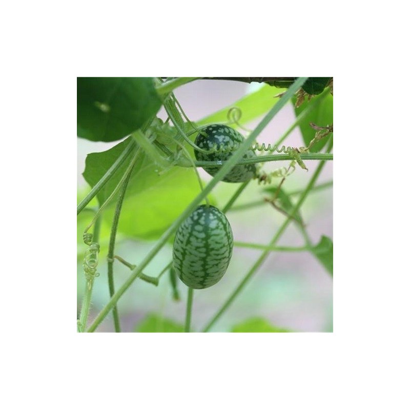 pepino ratÃ³n (Melothria trilobata) sandia de monte