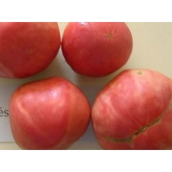 tomate frances (semillas ecologicas)