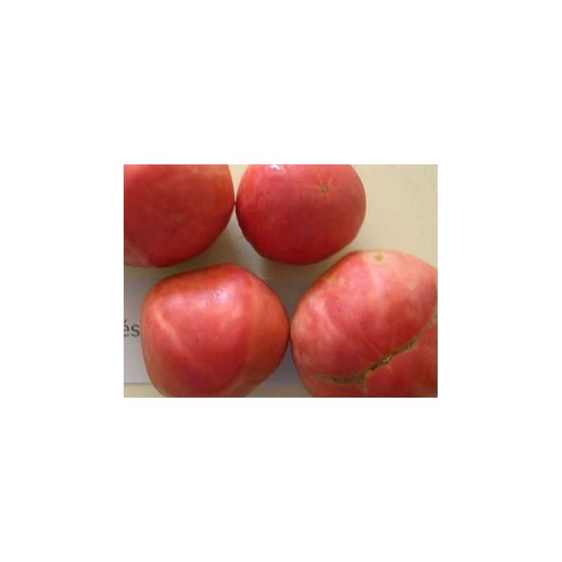 tomate frances (semillas ecologicas)