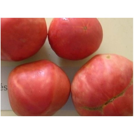 tomate frances (semillas ecologicas)
