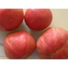 tomate frances (semillas ecologicas)