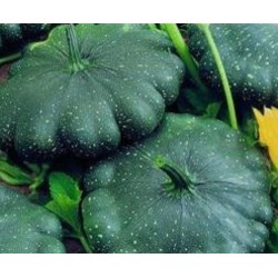 Calabaza total eclipse F1 - sin tratamiento