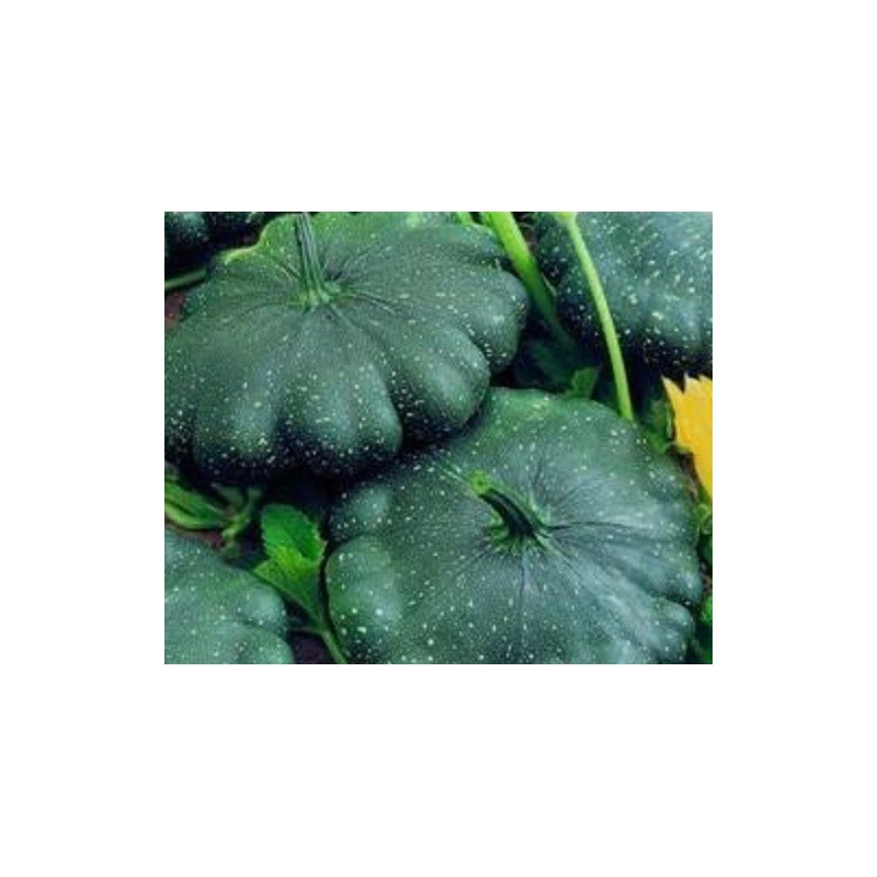 Calabaza total eclipse F1 - sin tratamiento