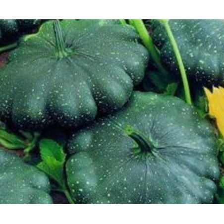 Calabaza total eclipse F1 - sin tratamiento