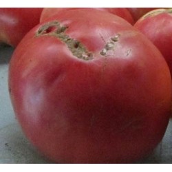 tomate rosa de Aracena