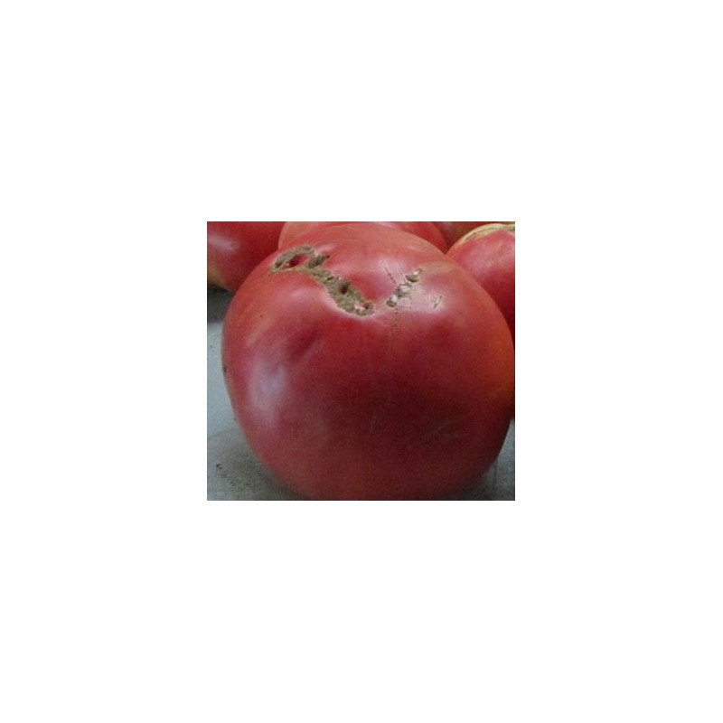 tomate rosa de Aracena