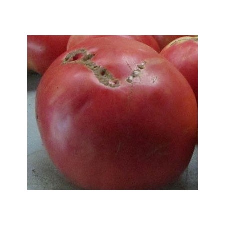 tomate rosa de Aracena
