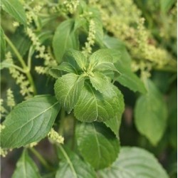 albahaca tomillo - semillas ecolÃ³gicas