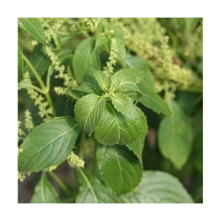 albahaca tomillo - semillas ecolÃ³gicas